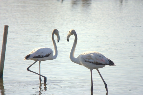 ATUREBRE. Associació Turisme Rural Comarques de l´Ebre > notícies > El parc natural censa unes 200.000 aus hivernants al delta de l´Ebre